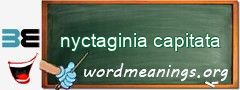 WordMeaning blackboard for nyctaginia capitata
